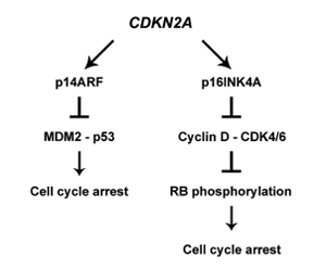 Genetic risk factors in melanoma  etiopathogenesis and the role of genetic  counseling: A concise review