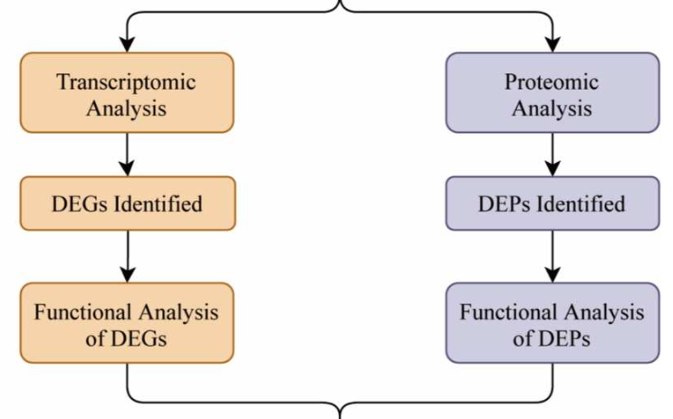 Integrated transcriptomic and proteomic analysis reveals potential targets for heart regeneration