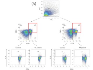 Amphiregulin/epidermal growth factor receptor/hypoxia-inducible factor-1α pathway regulates T helper 9 and T