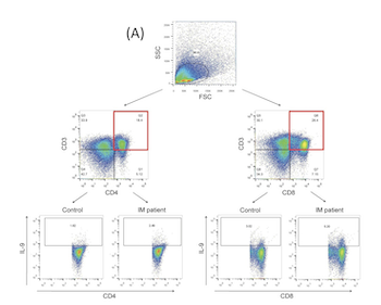 Amphiregulin/epidermal growth factor receptor/hypoxia inducible factor-1α pathway regulates T helper 9 and T cytotoxic 9 cell response in adult patients with infectious mononucleosis