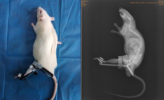 Possible mechanism of static progressive stretching combined with extracorporeal shock wave therapy in reducing knee joint contracture in rats based on MAPK/ERK pathway
