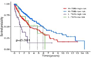 A cuproptosis-associated long non-coding RNA signature for the prognosis and immunotherapy of lung squamous cell carcinoma