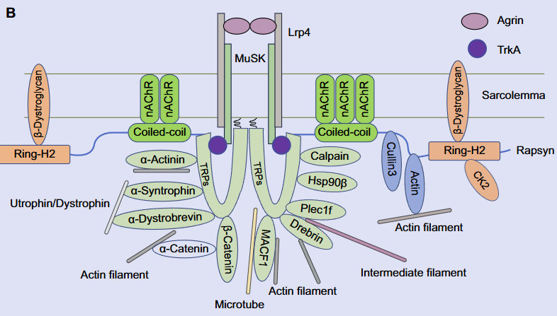 The role of Rapsyn in neuromuscular junction and congenital myasthenic syndrome