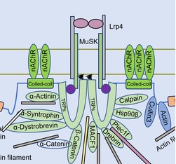 The role of Rapsyn in neuromuscular junction and congenital myasthenic syndrome
