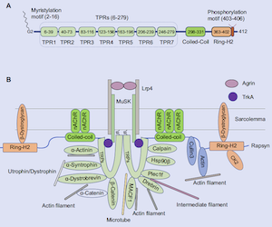 The role of Rapsyn in neuromuscular junction and congenital myasthenic syndrome