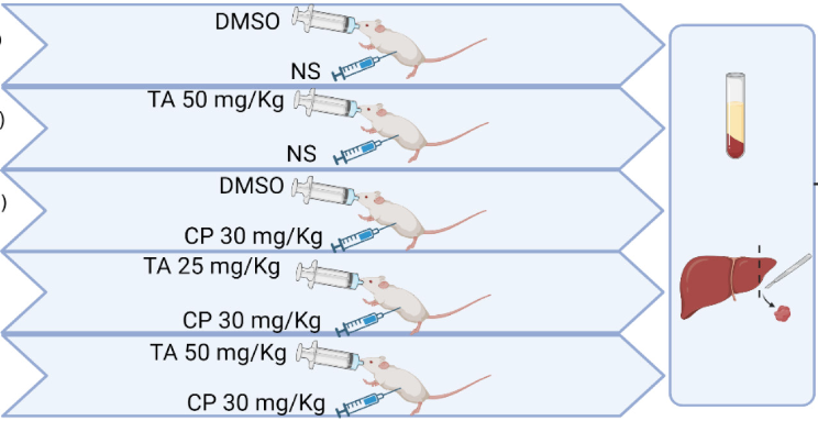 Hepatoprotective effect of taxifolin on cyclophosphamide-induced oxidative stress, inflammation, and apoptosis in mice: Involvement of Nrf2/HO-1 signaling