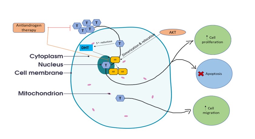 A comprehensive review on the molecular basis and therapeutic targets in prostate cancer