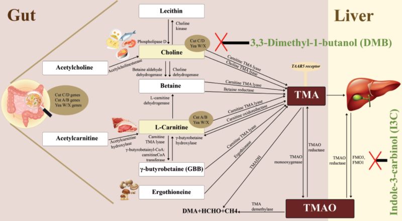 The roles of trimethylamine-N-oxide in atherosclerosis and its potential therapeutic aspect: A literature review