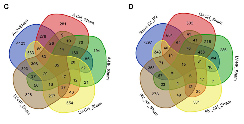 Deciphering transcriptional dynamics of cardiac hypertrophy and failure in a chamber-specific manner