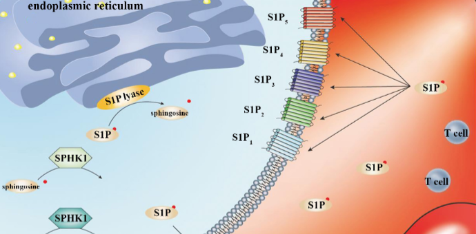 S1P/S1PR signaling pathway advancements in autoimmune diseases