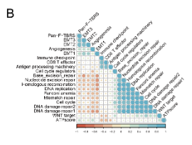 A novel autophagy-related subtypes to distinguish immune phenotypes and predict immunotherapy response in head and neck squamous cell carcinoma