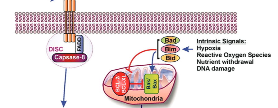 Apoptosis in pancreatic β-islet cells in Type 2 diabetes