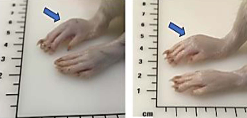 Alcoholic extracts of Teucrium polium exhibit remarkable anti-inflammatory activity: In vivo study