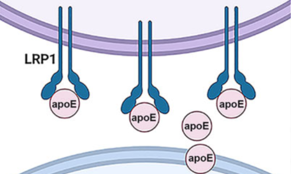 Jun-APOE-LRP1 axis promotes tumor metastasis in colorectal cancer