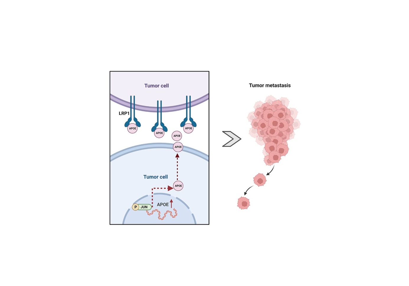 Jun-APOE-LRP1 axis promotes tumor metastasis in colorectal cancer