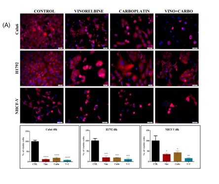 MicroRNAs expression profile in chemotherapy-induced cardiotoxicity in NSCLC using a co-culture model