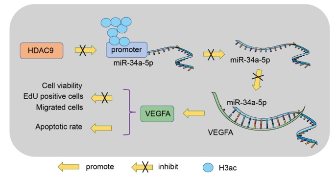 Aberrant expression and regulatory role of HDAC9 in vascular endothelial cell injury in intracranial aneurysm