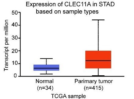 CLEC11A expression as a prognostic biomarker in correlation to immune cells of gastric cancer