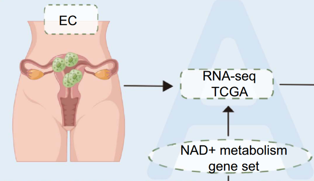 Comprehensive analysis of a NAD+ metabolism-derived gene signature to predict the prognosis and immune landscape in endometrial cancer