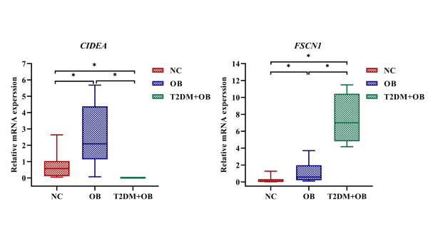 Screening and validation of di erentially expressed genes in adipose tissue of patients with obesity and type 2 diabetes mellitus