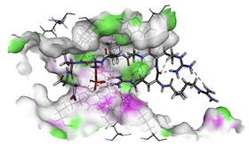 Integrating bioinformatics and experimental models to investigate the mechanism of the chelidonine-induced mitotic catastrophe via the AKT/FOXO3/FOXM1 axis in breast cancer cells