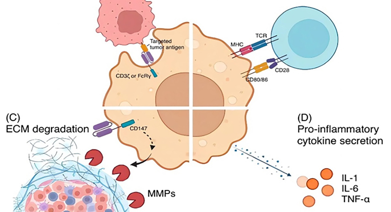 CAR-macrophage versus CAR-T for solid tumors: The race between a rising star and a superstar