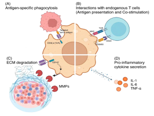 CAR-macrophage versus CAR-T for solid tumors: The race between a rising star and a superstar