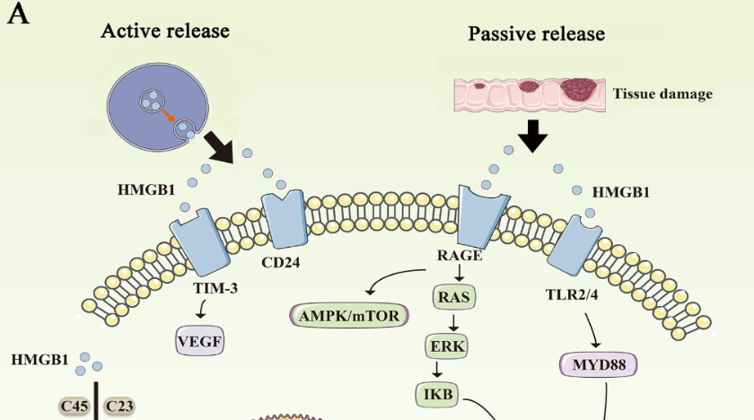 The mechanism of high mobility group box-1 protein and its bidirectional regulation in tumors
