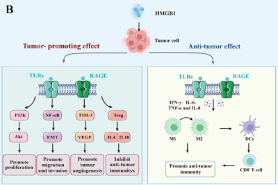 The mechanism of high mobility group box-1 protein and its bidirectional regulation in tumors