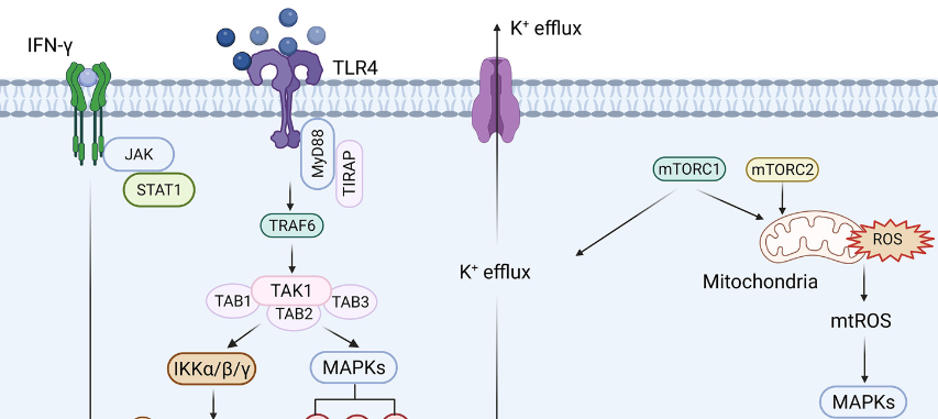 Targeting Toll-like receptor 4 (TLR4) and the NLRP3 inflammasome: Novel and emerging therapeutic targets for hyperuricaemia nephropathy