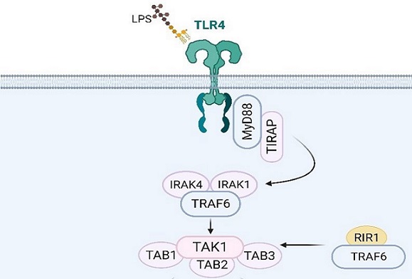 Targeting Toll-like receptor 4 (TLR4) and the NLRP3 inflammasome: Novel and emerging therapeutic targets for hyperuricaemia nephropathy