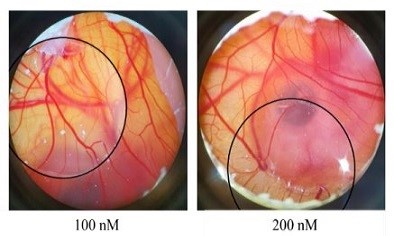 Effects of neratinib on angiogenesis and the early stage of the embryo using chicken embryo as a model