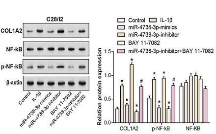 Exosome miR-4738-3p-mediated regulation of COL1A2 through the NF-κB and inflammation signaling pathway alleviates osteoarthritis low-grade inflammation symptoms