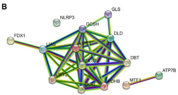 Cuproptosis-related gene LIPT1 as a prognostic indicator in non-small cell lung cancer: Functional involvement and regulation of ATOX1 expression