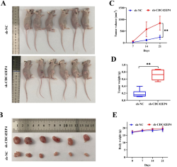 Cell division cycle 42 effector protein 4 inhibits prostate cancer progression by suppressing ERK signaling pathway