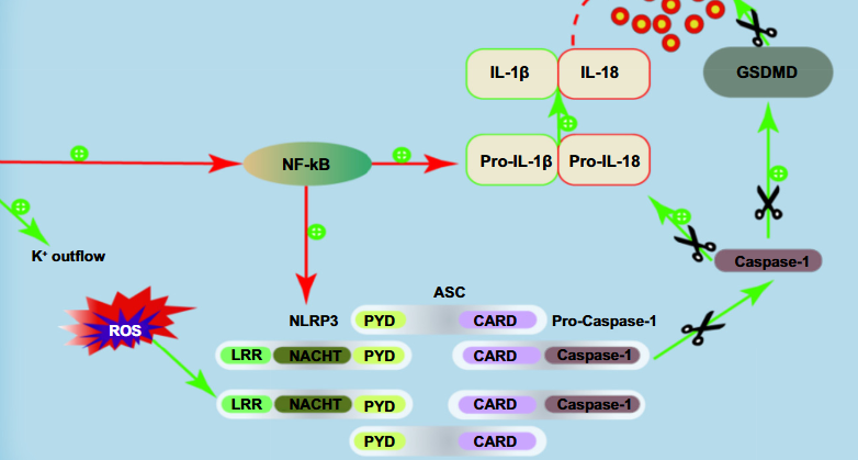 The roles of ubiquitination and deubiquitination of NLRP3 inflammasome in inflammation-related diseases: A review